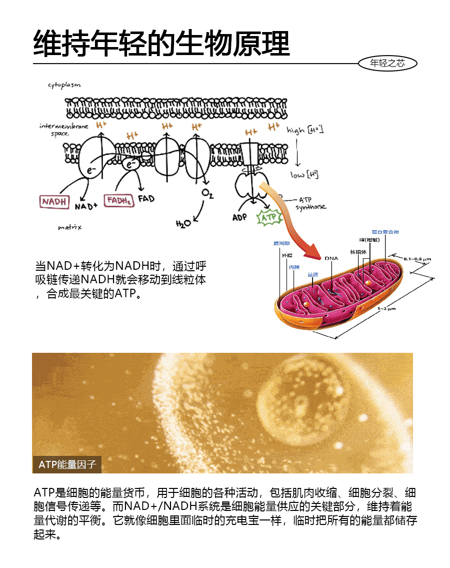 逆轉時光，重塑青春之美丨NAD+銀鉆微雕緊致系列